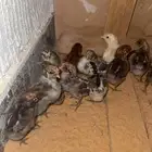 صيصان العدد 20 فيومي بلدي الصحة شرط