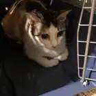 قط ه حامل لتبني