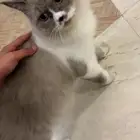 قطو هملايا للتبني