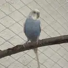 طيور