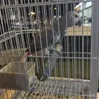 للبيع كاسكو هولندي مليان كلام