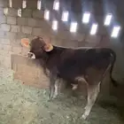 عجل براون بيور مشروع فحل