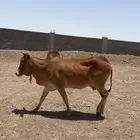 بقره بلديه لقيح