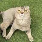 سكوتش تربل فولد