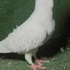 ذكر برش تب