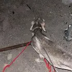 سلوقي للبيع شرط