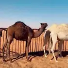 حشو لبانيه حيران بريه