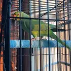 ببغاء دره اللليييف