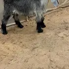 تيس عارضي خصم الخصم معرف