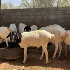 برابر