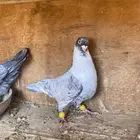 حمام شامي