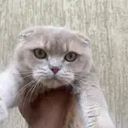 سكوتش فولد (ذكر )