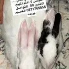 ارانب للبيع