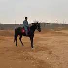 فرس انجليزية