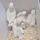 فروخ روز البينو عيون حمر