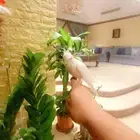 فروخ كروان البينو