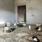 ارتب للبيع