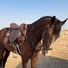 يتوفر ايواء تسمين تشغيل الخيل عسف اعادة عسف