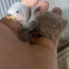 للبيع فرخ روز فايلوت اوبلاين الي توقف عليه سومه نصيبه