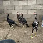 دجاج سندي فواخر