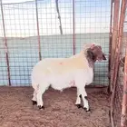 فحل نعيمي صنف الصنف فاخر