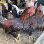 دجاج تركي وفرنسي