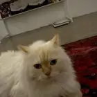 قطو هملايا معقم للتبني
