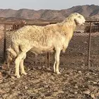 خروف فحل صنف