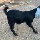 تيوس جذعات للبيع