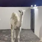 حاشي للبيع