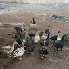بط بلدي للبيع
