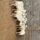 غنم حصيب ودفيع فحص سونار