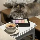 قطه معقمه للتبني