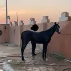 حصان شعبي العمر سنتين