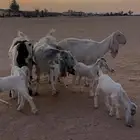 معزا مشاريك متاويم