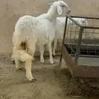 2 رخال حري عمارها فوق 6 اشهر