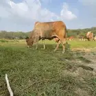 بقره لفاف طرا