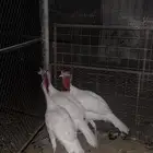 دياكه رومي