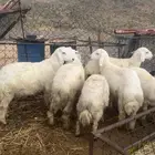 طليان ذبايح