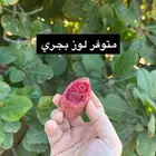لوز بجري