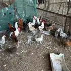 دجاج بلدي وفيومي وتقريبا مشكل