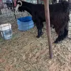 تيس ثني