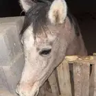 مهره