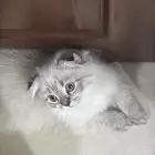 قطط قطة قطه كيتن قطط للبيع