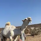 اعرض لكم قعود ثني كفو و ساسه كفو