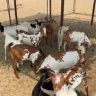 مواشي
