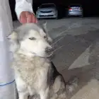 للبيع كلب هاسكي (انثى ) باقي التفاصيل عند الاتصال