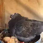 جوز قطيفي قلابي