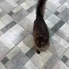 قطتين للبيع من نوع فاخر