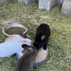 ارانب عليه 3